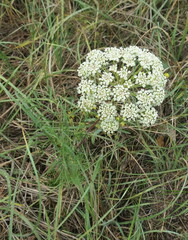 Seseli annuum
