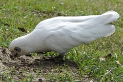 Cacatua sanguinea