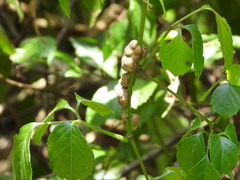 Causonis corniculata
