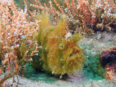 Antennarius striatus