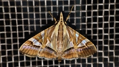 Agrioglypta itysalis