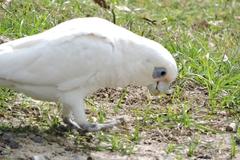 Cacatua sanguinea