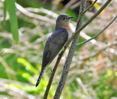 Cacomantis flabelliformis