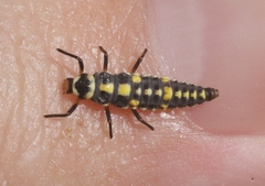 Olla v-nigrum