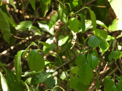 Causonis corniculata