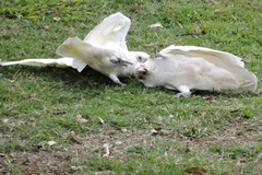 Cacatua sanguinea