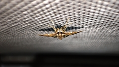 Agrioglypta itysalis