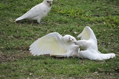 Cacatua sanguinea