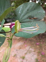 Bauhinia × blakeana