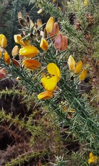 Ulex europaeus