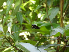 Microstylum oberthurii