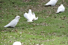 Cacatua sanguinea