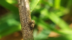 Hamataliwa