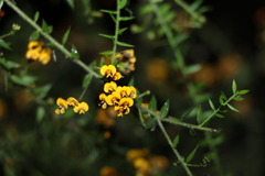 Daviesia umbellulata