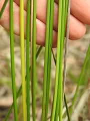 Machaerina teretifolia
