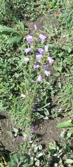 Campanula bononiensis