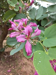 Bauhinia × blakeana