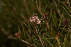 Hakea circumalata