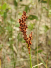 Machaerina teretifolia
