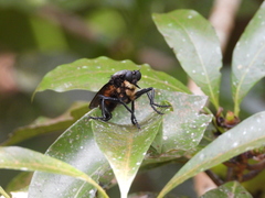 Microstylum oberthurii