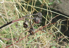 Rosa balsamica