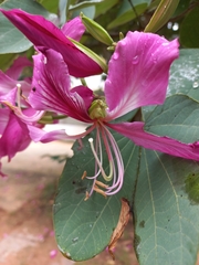 Bauhinia × blakeana