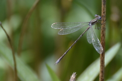 Lestes barbarus