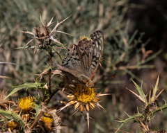 Argynnis pandora