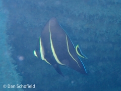 Pomacanthus arcuatus