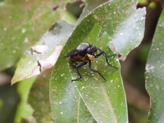 Microstylum oberthurii