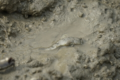 Periophthalmus modestus