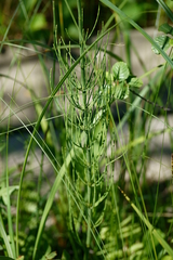 Equisetum fluviatile