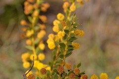 Acacia latipes