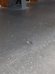 Sturnus vulgaris