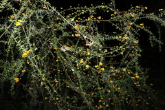 Daviesia umbellulata