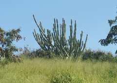 Cereus hildmannianus