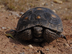 Gopherus berlandieri