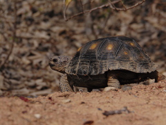Gopherus berlandieri