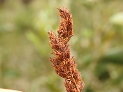 Machaerina teretifolia