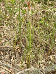 Machaerina teretifolia