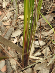 Machaerina teretifolia