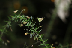 Daviesia umbellulata
