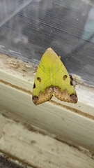 Ophiusa tirhaca
