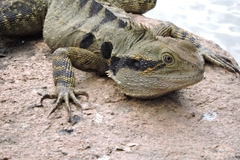 Intellagama lesueurii