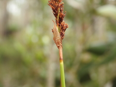 Machaerina teretifolia