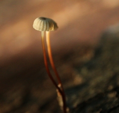 Marasmius rotula