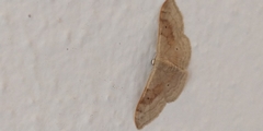 Idaea degeneraria