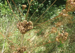 Peucedanum alsaticum