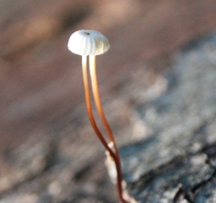Marasmius rotula