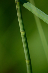 Equisetum fluviatile